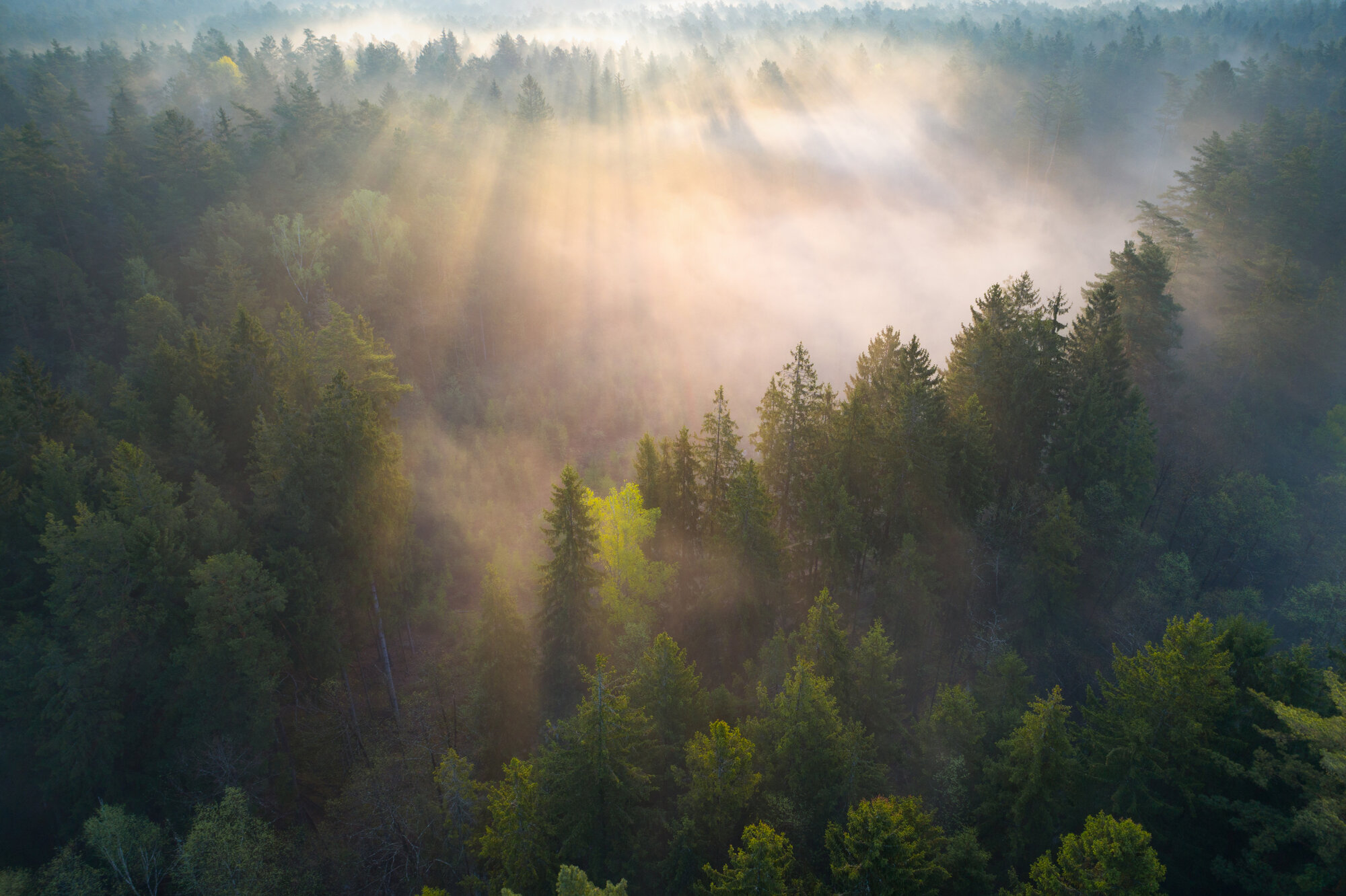 Diverse hunting opportunities in Hungary's nature
