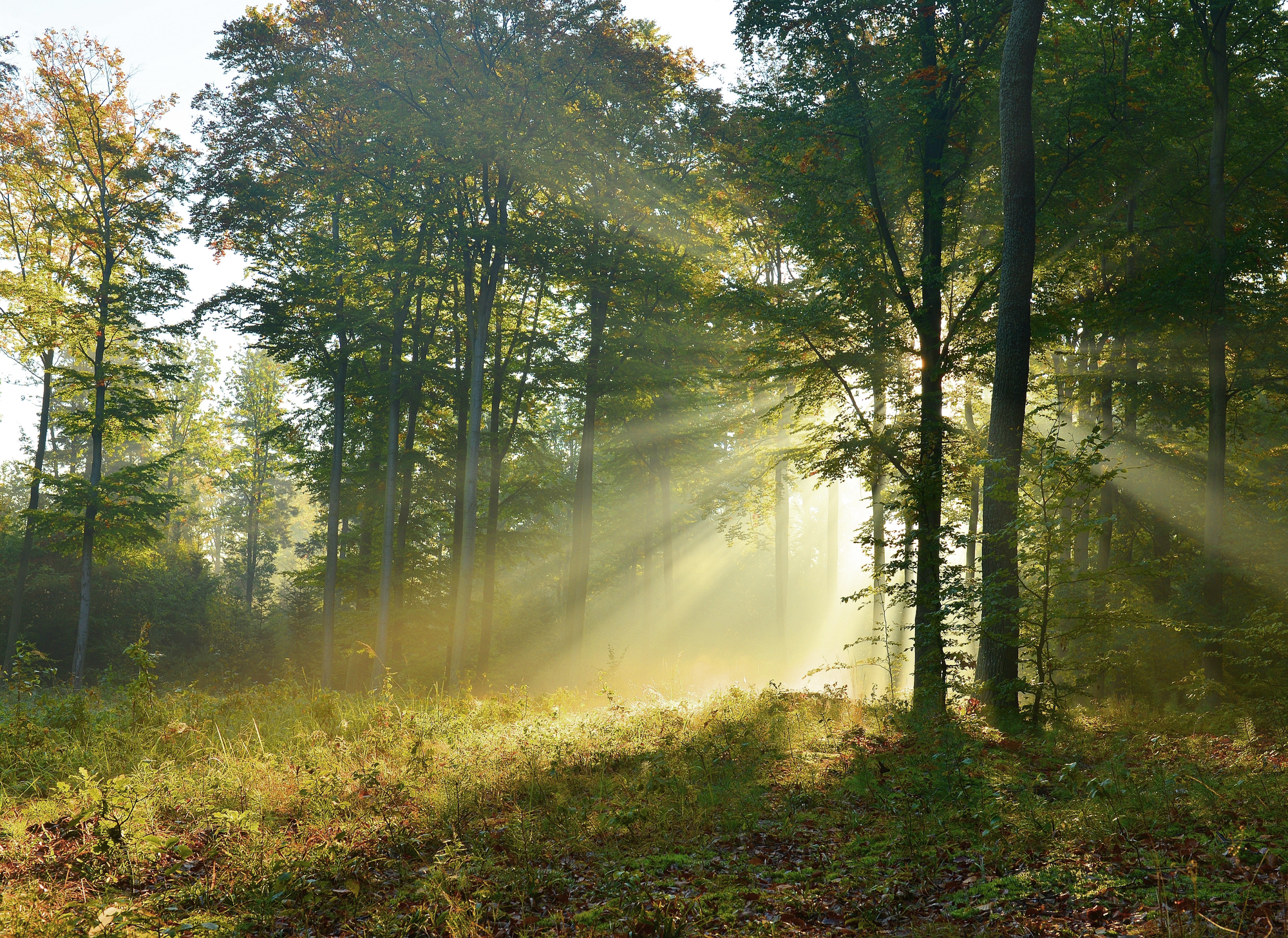 Jagdgenuss in sanfter Hügellandschaft – wildreich und traditionsbewusst.