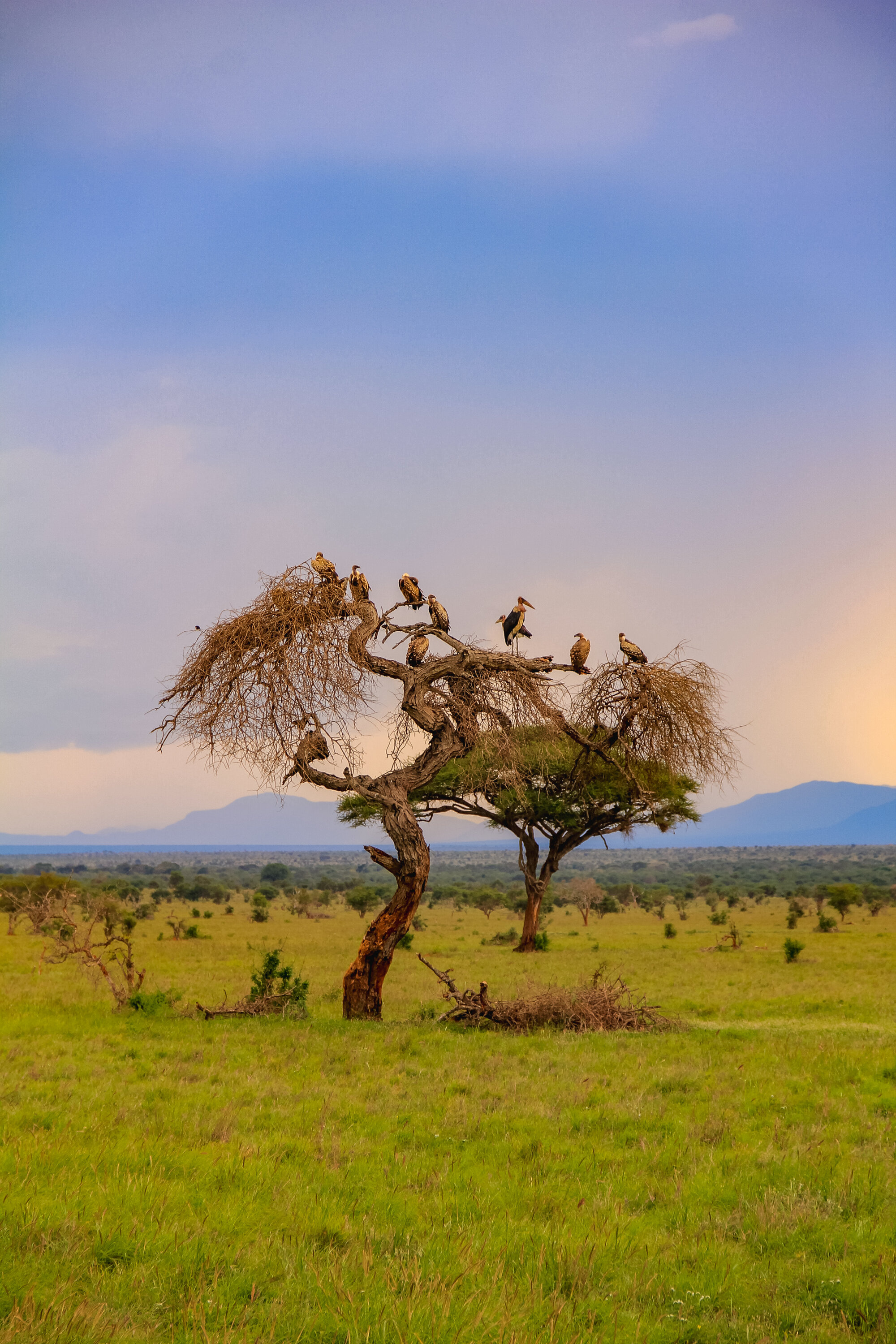 Pure wilderness – hunting in Cameroon’s untouched nature
