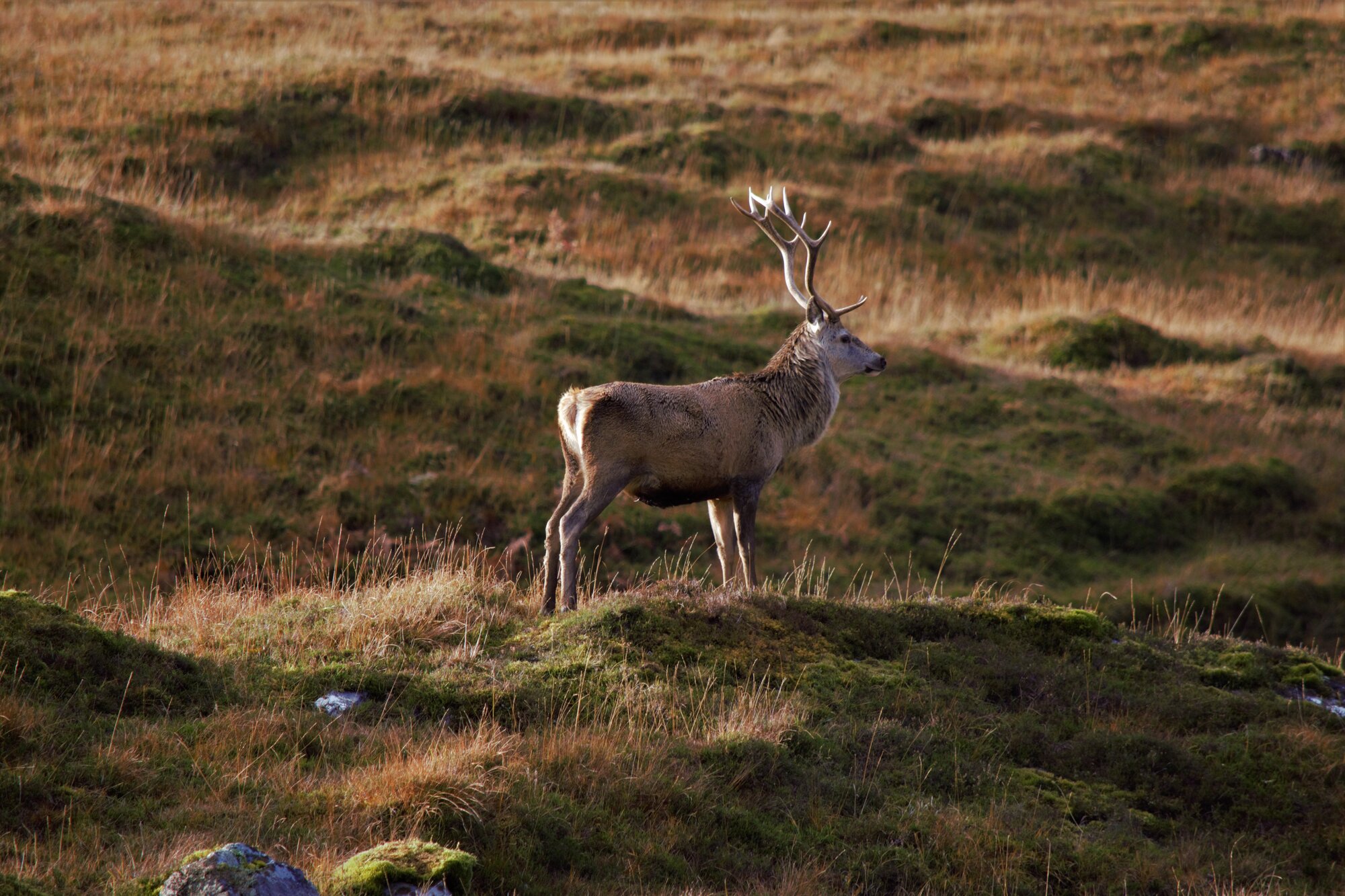 	Jagd, Natur & Erholung im Herzen der Alpen
