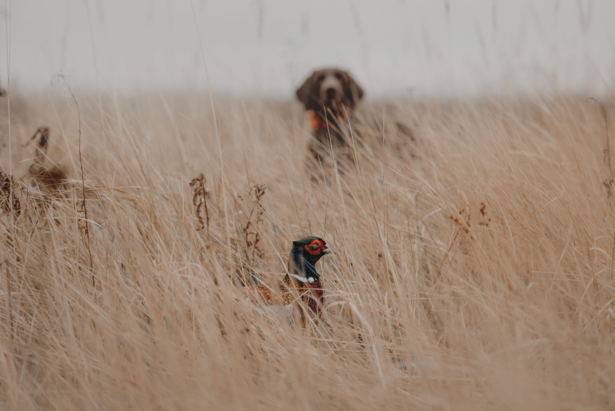 Jagdtradition in den Donauauen