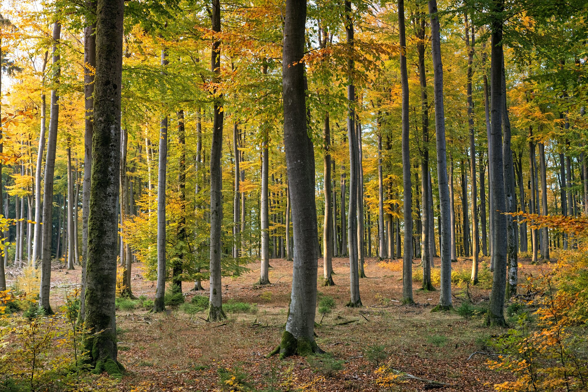 Jagdtradition in unberührter Natur