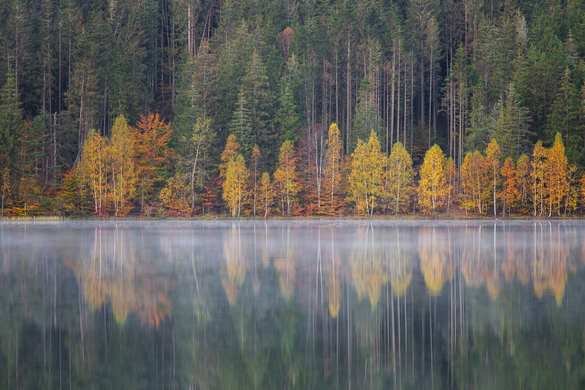Auf den Spuren des Braunbären in Rumäniens unberührter Natur