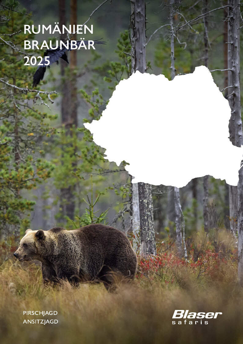 Bär in Rumänien
