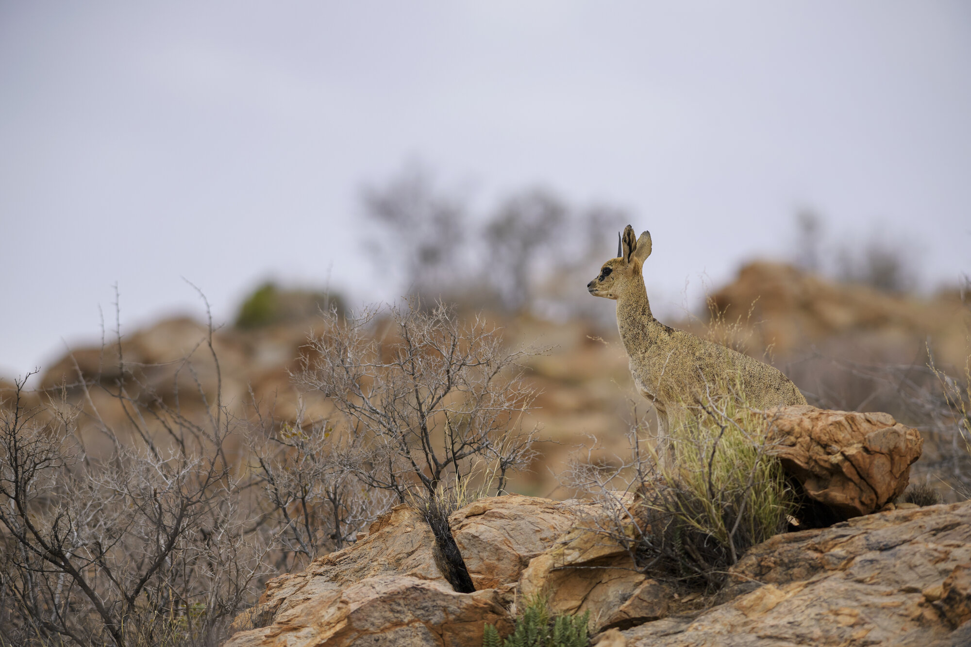 Südafrika erleben – Jagd, Natur und Gastfreundschaft im Ostkap